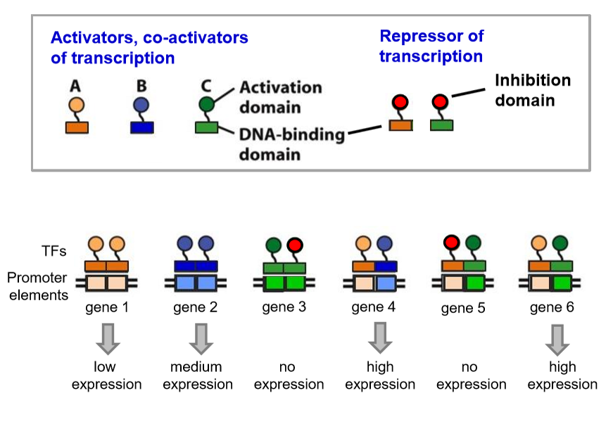 <p>combinational control of eukaryotic gene expression </p>