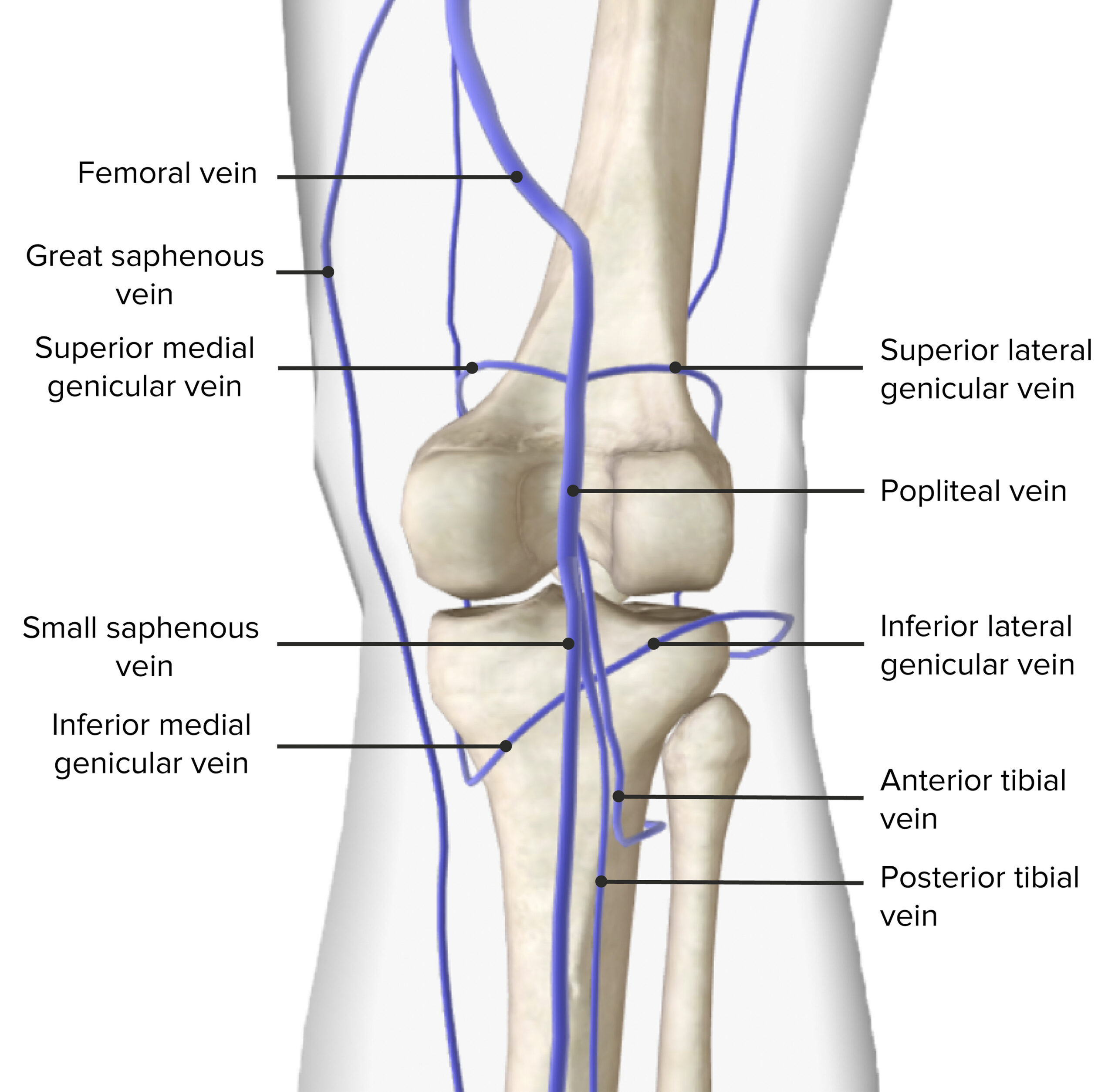 <p>Formed at distal border of popliteus muscle by union of venae comitantes of anterior and posterior tibial veins; lies in same fibrous sheath as popliteal artery, ends at adductor hiatus where it becomes femoral vein</p>