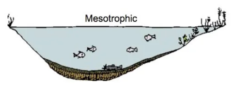 <p>Describes a lake with a moderate level of nutrients/ fertility </p>