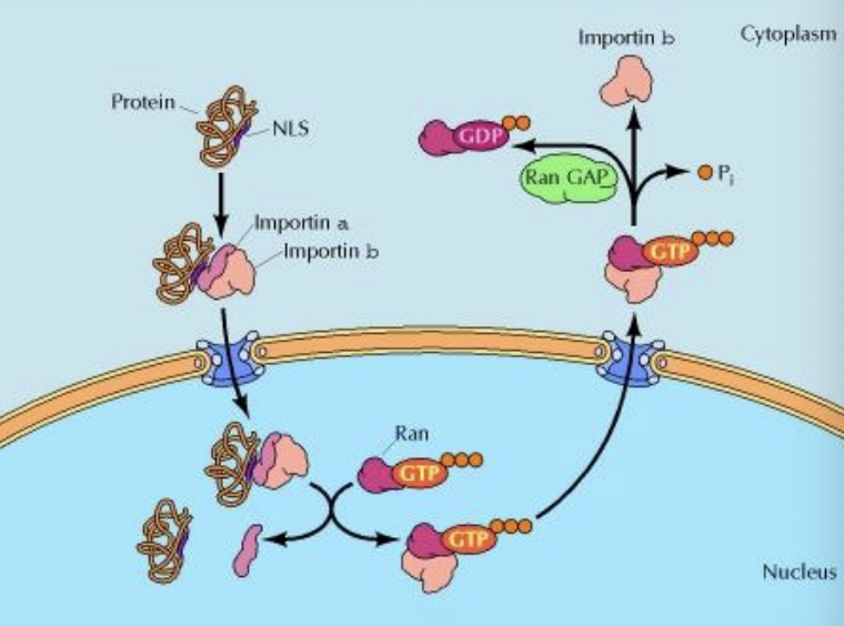 <p>A protein with an NLS binds to an <strong>importin α/β dimer</strong>, which helps it dock and pass through the nuclear pore complexinto the nucleus.</p><p>Inside the nucleus, <strong>Ran-GTP</strong> binds importin and causes the release of the cargo protein. The <strong>Ran–importin complex</strong>then returns to the cytosol, where Ran hydrolyses GTP to GDP, leading to dissociation of importin and Ran, completing the cycle.</p>