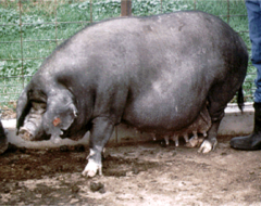 <p>Small, fat, sway-backed, black/white spotted with wrinkles; very prolific maternal breed from China.</p>