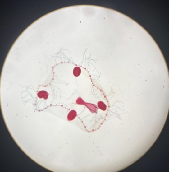<p>Obelia</p>