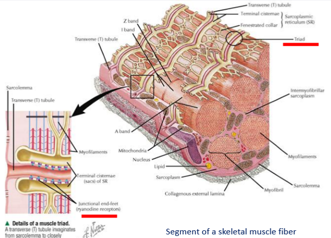 <p>focus on triad &amp; junctional feet</p>
