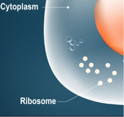 <p>free ribosomes function</p>