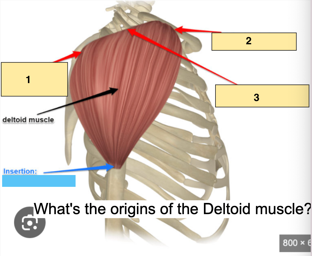 <p>What is the Deltoid <span style="color: blue;"><strong>insertion</strong></span>?</p>