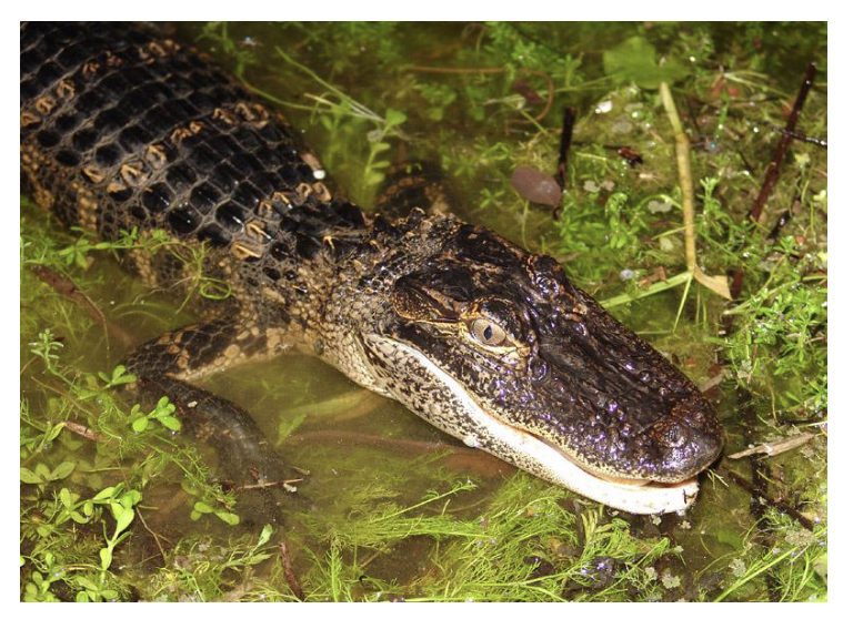 <p>contains alligators, crocodiles, gavials </p><ul><li><p><span style="background-color: transparent;">Synapomorphies </span></p><ul><li><p><span style="background-color: transparent;">Secondary palate (also in mammals) </span></p></li><li><p><span style="background-color: transparent;">Choanae within pterygoid </span></p><ul><li><p><span style="background-color: transparent;">Funnel shaped opening </span></p></li></ul></li></ul></li><li><p><span style="background-color: transparent;">27 species in 3 families </span></p></li><li><p><span style="background-color: transparent;">Worldwide tropical, only two temperate species are American and Chinese alligator </span></p></li><li><p><span style="background-color: transparent;">All aquatic, freshwater and coastal marine</span></p></li><li><p><span style="background-color: transparent;">Carnivorous (mostly eat other vertebrates) </span></p></li><li><p><span style="background-color: transparent;">Egg-laying; all make nests and have parental care </span></p></li></ul><p></p>
