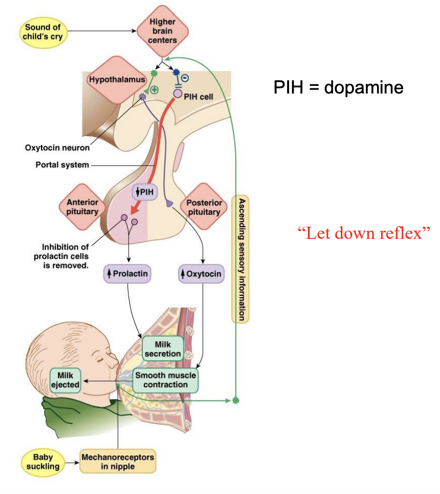 <ul><li><p>Posterior secrets oxytocin</p></li><li><p>anterior pituitary triggered by decrease PIH in the hypothalamus</p><ul><li><p>Release prolactin</p></li></ul></li><li><p>Positive feedback from mechanoreceptors in the nipples (increased sucking)</p></li></ul><p></p>