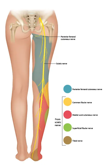 <p>What is the path of the sciatic nerve</p>