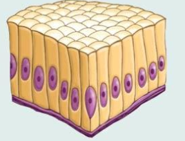 <p>What tissue type?</p>