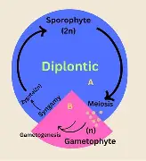 <p>Diplontic Life Cycle</p>