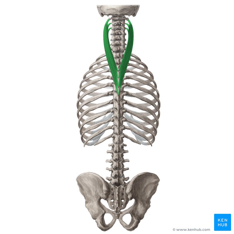 <p>Splenius Cervicis - Innervation</p>
