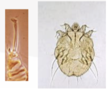 <p>What is the genus of this mite?</p>