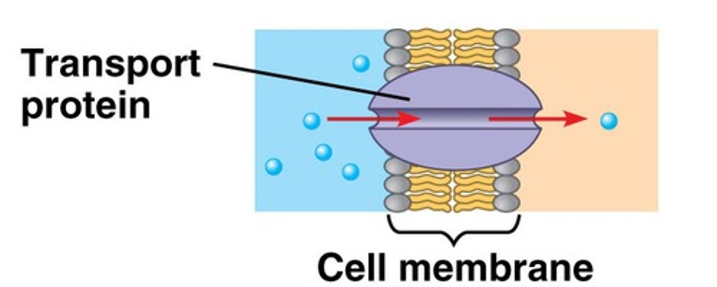 <p>Proteins that can use ATP to transport materials across the membrane.</p>