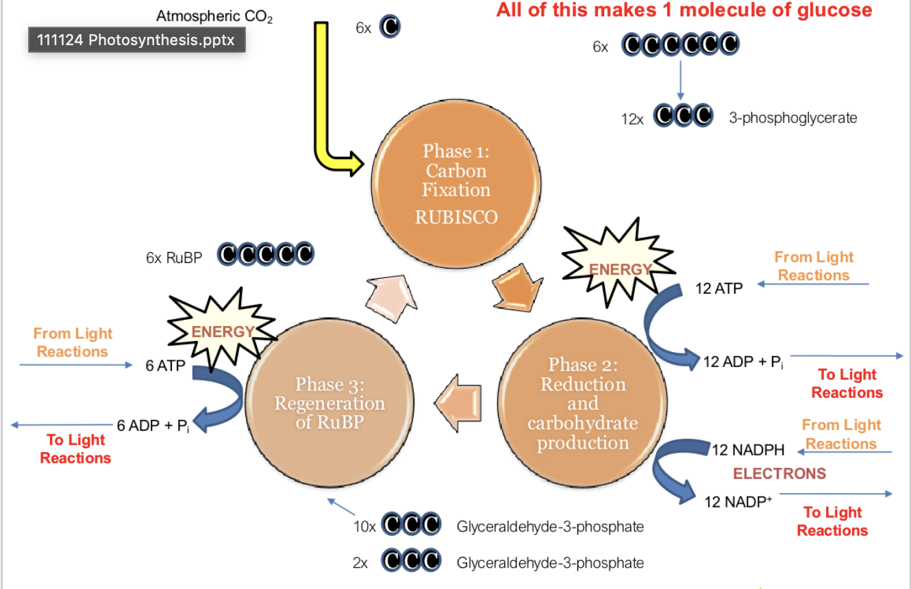 <p>Phase 1: Carbon Fixation </p><p>Phase 2: Reduction and Carbohydrate production </p><p>Phase 3: Regeneration of RuBG</p>