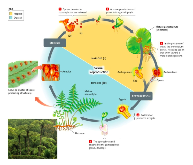 <ol><li><p>spores (n) develop in sporangia (2n) and released </p></li><li><p>spore → turns into gametophyte (1 cell layer thick) </p></li><li><p>in water the antheridium bursts and (biflagellate) sperm is released → going towards archegonium (antheridium & archegonium not matured at the same time)</p></li><li><p>fertilization → zygote (2n) </p></li><li><p>sporophyte still attached to gametophyte growth </p><img src="https://assets.knowt.com/user-attachments/1b2d2b4d-5564-4082-9f49-1d718a54b147.jpg" data-width="50%" data-align="center" alt="young sporophytes"><img src="https://assets.knowt.com/user-attachments/921e4887-fb8c-4d71-8704-a1a6b2730783.jpg" data-width="25%" data-align="center" alt="germinating"><img src="https://assets.knowt.com/user-attachments/ce071044-0e16-465b-a384-517b627e3191.png" data-width="50%" data-align="center"></li></ol><p></p>