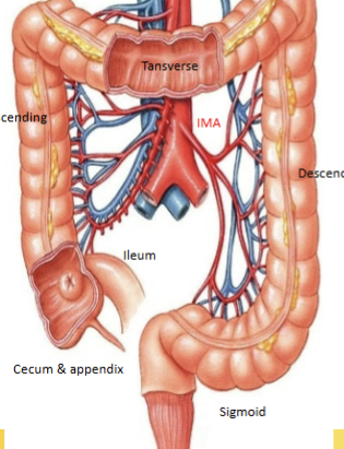 <p>Intraperitoneal (cecum, transverse and sigmoidal) and retroperitoneal (ascending, descending, rectum). Superior/Inferior mesentaric vasculature. Reabsorbs water, electroyltes, important vitamins (vit K, B<sub>12</sub>), contains digestive <strong>bacteria </strong>(no enzymes). Teniae coli = external longitudinal smooth muscle layer, slightly shorter than intestine (scrunches it together). Contains crypts to increase surface area with absorptive cells and goblet cells (lots of mucus). Large in <strong>DIAMETER</strong>  </p>