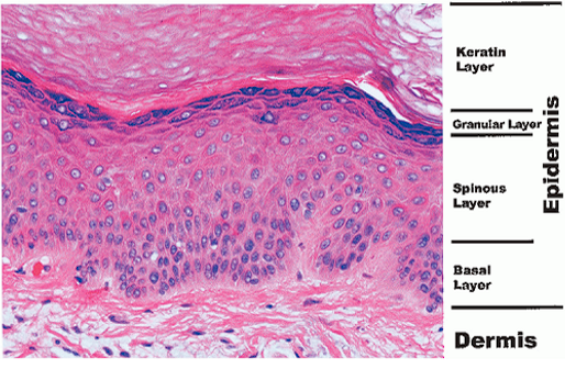 <p>Stratum granulosum (granular layer)</p>
