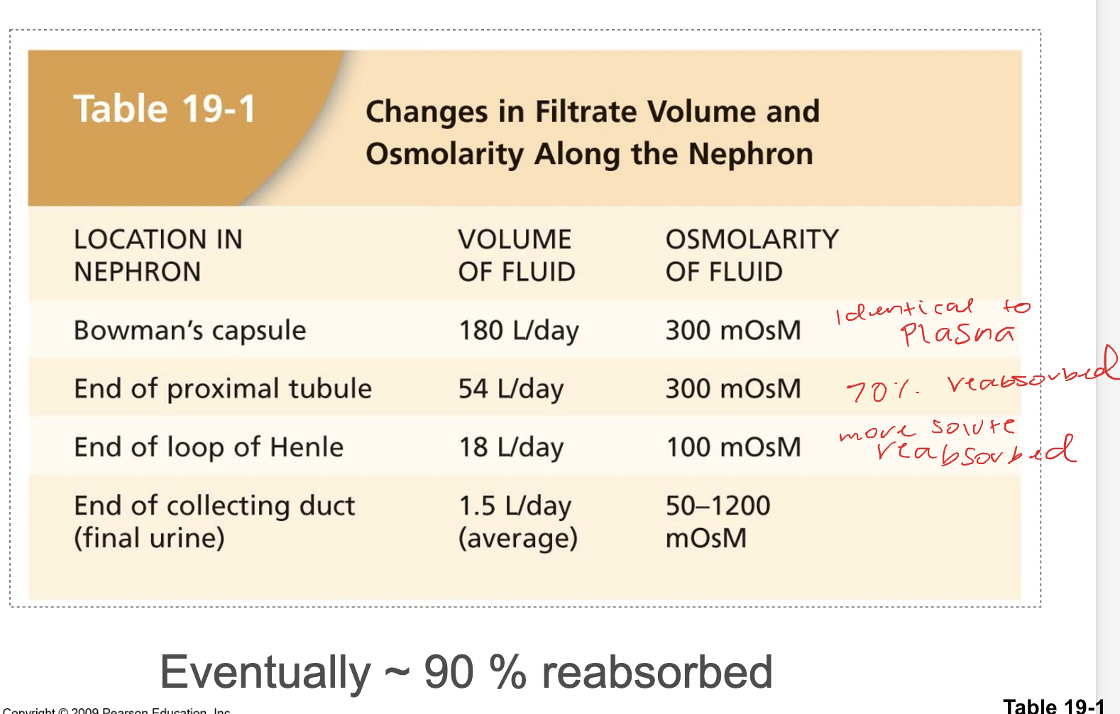<ul><li><p>eventually ~ 90% reabsorbed</p></li></ul><p></p>