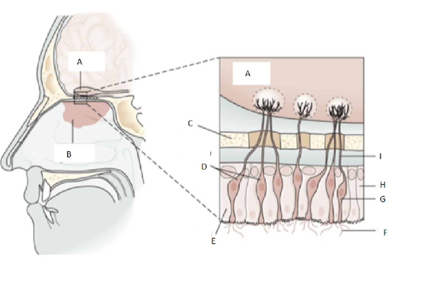 <p>receptors for smell</p>
