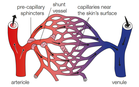 <p>When pre-capillary sphincters (small rings of muscle tissue) constrict, blood is diverted away from the surface of the skin and through the shunt vessel (not capillary network near skin’s surface)</p><p>This reduces heat loss by conduction and radiation</p>