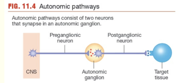 <p>Autonomic Pathways:</p><ul><li><p>in total involving ___ neurons that synapse in an autonomic ganglion</p></li></ul><p>CNS → _____ neuron → autonomic ganglion → ____ neuron → target tissue</p>
