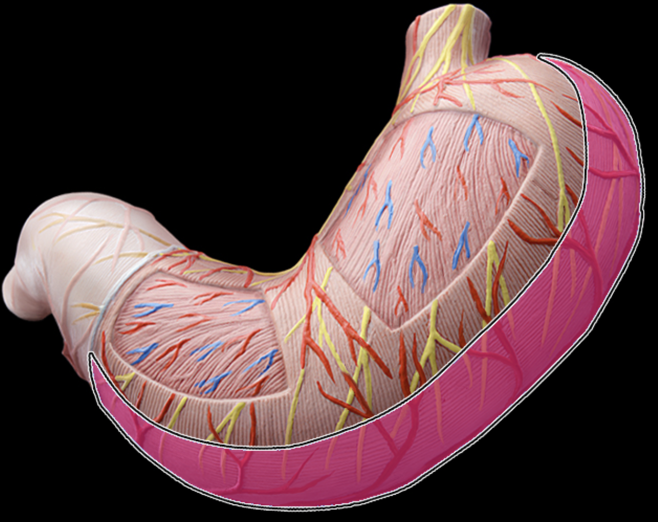 <p>outer longitudinal layer</p>