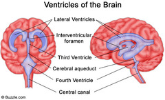 <p>A series of cavities in the CNS that contain cerebrospinal fluid</p>
