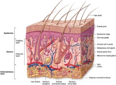 <p>Three types: cardiac, skeletal, and smooth.</p>