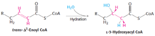 <p>2nd step of B-oxydation</p><p>catalysed by <span style="background-color: transparent;">enoyl CoA hydratase</span></p>