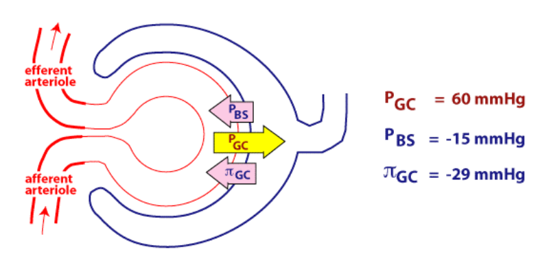 <p>altering the <strong>Hydrostatic </strong>and <strong>Osmotic </strong>Pressures</p>
