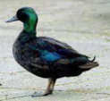 <p>welk type eend is dit</p>