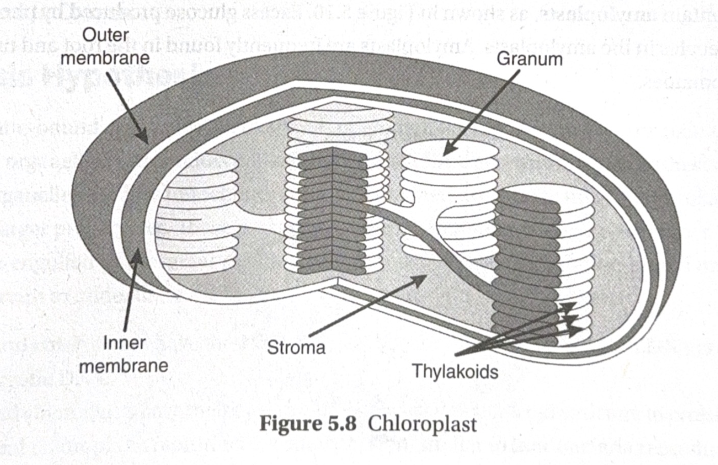 <p><span data-name="sun" data-type="emoji">☀</span> Light-dependent reactions → thylakoid membranes</p><p><span data-name="seedling" data-type="emoji">🌱</span> Light-independent reactions → stroma</p><p><span data-name="rotating_light" data-type="emoji">🚨</span> This one is VERY worth memorizing.</p>