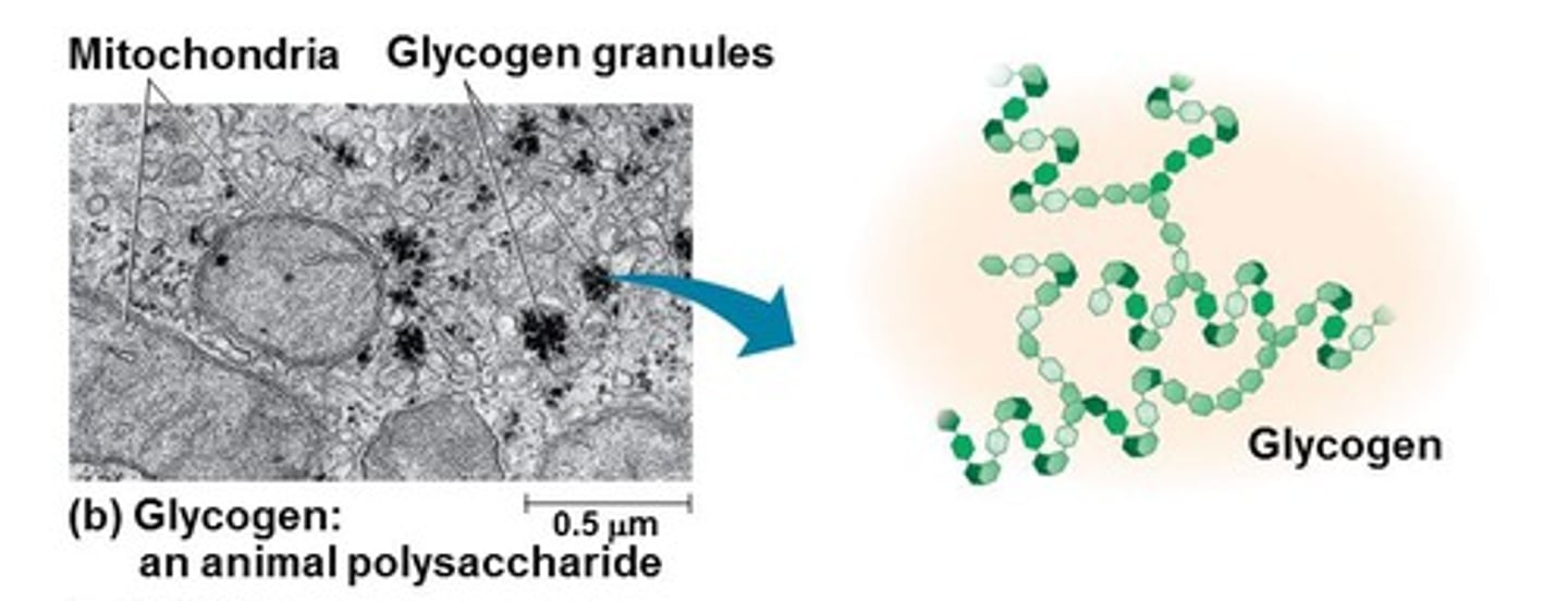 <p>Function: energy storage in animals (esp. in liver and muscles)</p><p>Structure: more highly branched alpha glucose</p><p>F&amp;S: quick release needed, must be branched</p>