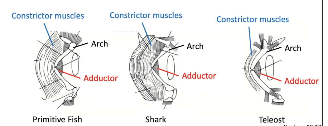<p>constrictor- straightens the brachial arches in fish</p><p>adductor- bend the arches</p><p>the agnostic action of these together pump water over gills</p>