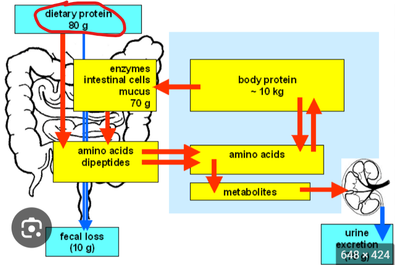<p>amino acids in the diet </p>