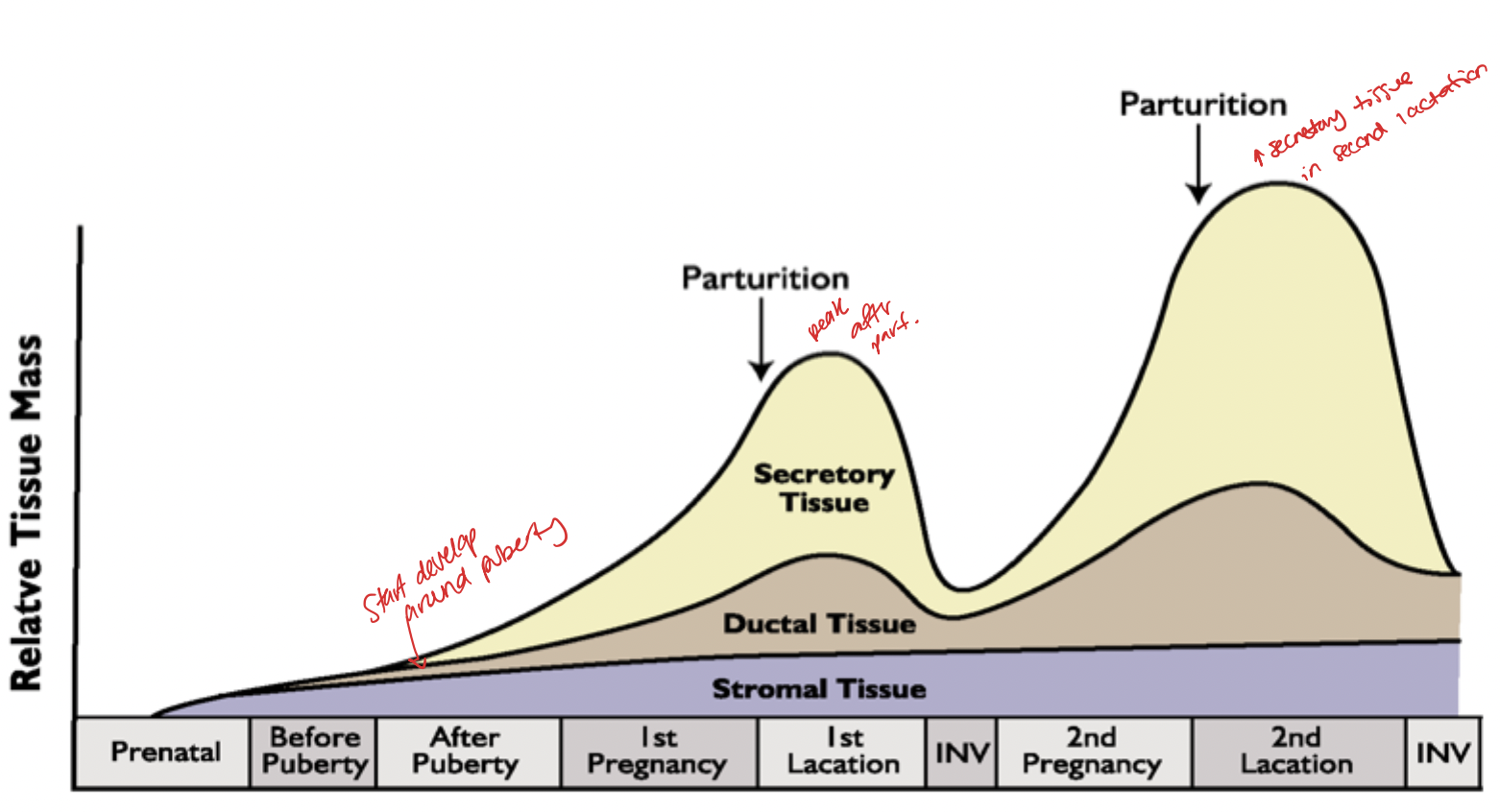 <p>peak secretory tissue in 3rd lactation </p>