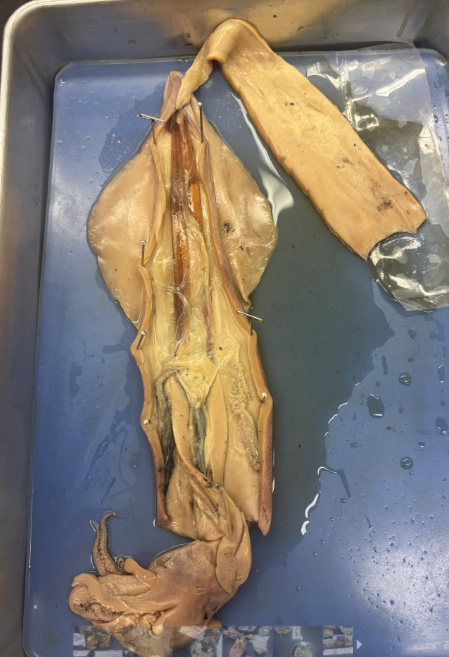 <p>What Phylum and Class is this?</p>