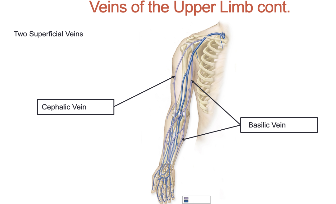 <ol><li><p>Cephalic Vein</p></li><li><p>Basilic Vein</p></li></ol><p></p>