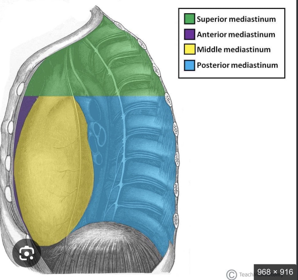 <p>Mediastinum</p>
