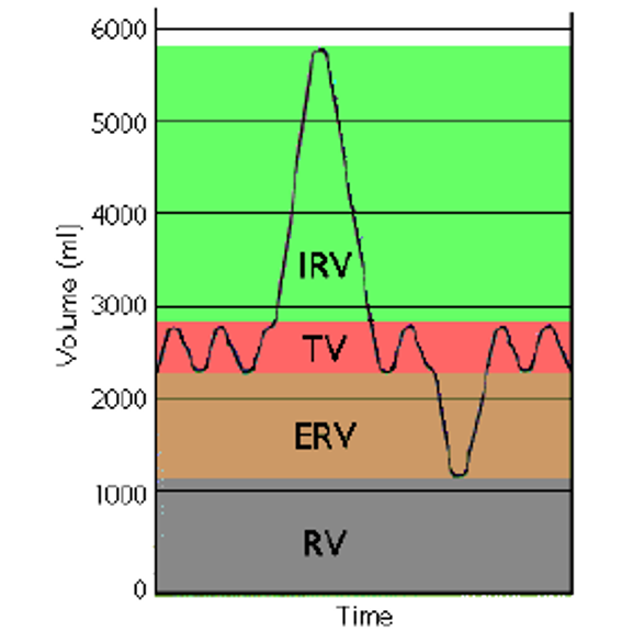 <p>Volume of air “traded” with the atmosphere during normal quiet ventilation</p><ul><li><p>Measured by a spirometer</p></li><li><p>~<strong>500 mL </strong>of air in healthy adults</p><ul><li><p><strong>Only 350 mL is available for gas exchange</strong>; the remaining 150 mL is anatomical dead space</p></li></ul></li></ul><p></p>