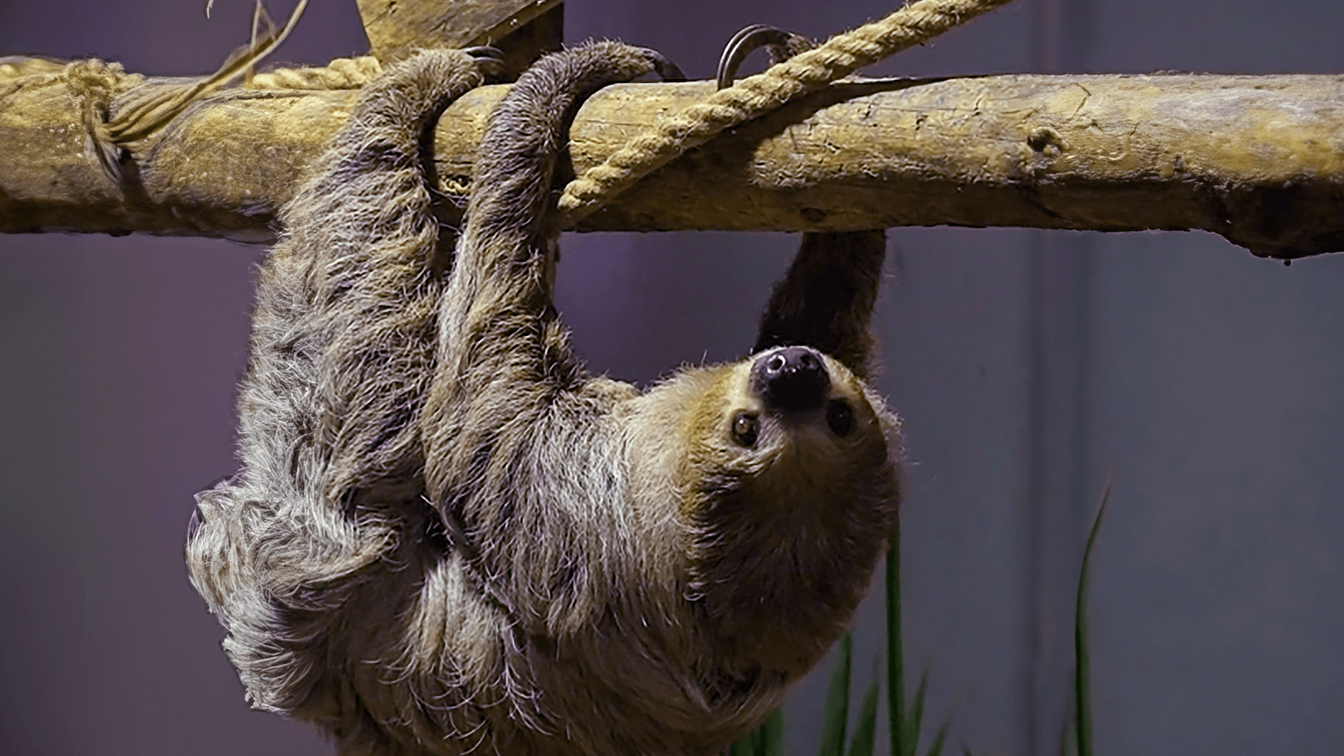 <p>hang upside down </p>