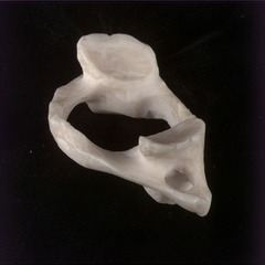 <p>Name of Bone and vertebrae</p>