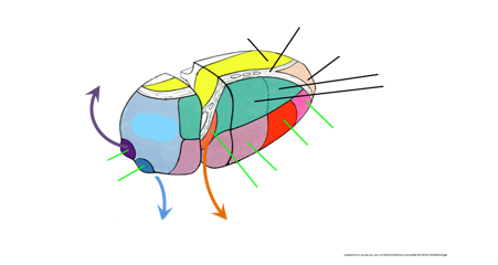 <p>label the structures of the thalamus</p>
