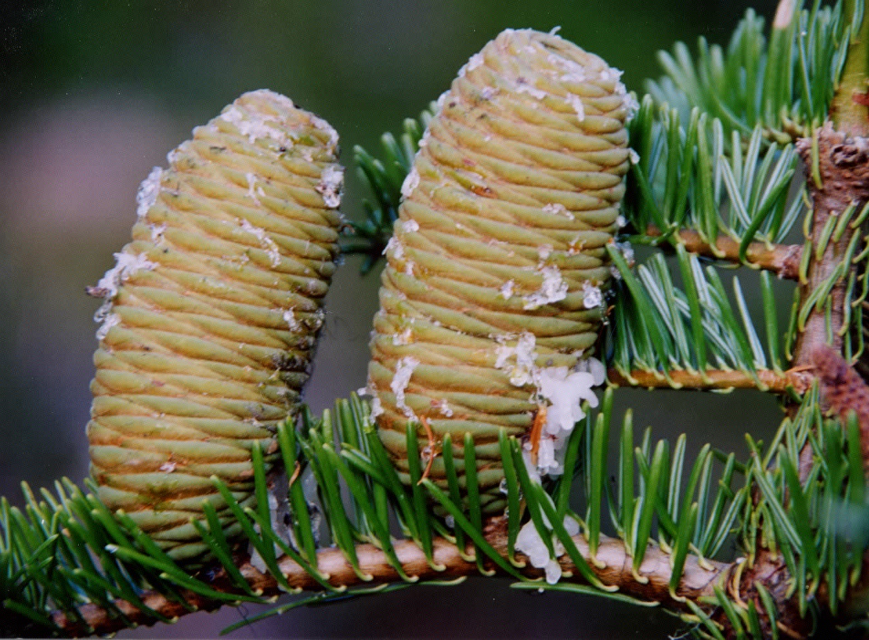 <p> Abies grandis<br></p>