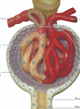 <p>put these in order from left down to right down</p><p>word bank:</p><p>efferent arterioles</p><p>PCT cell</p><p>podocyte</p><p>glomerular capsule </p><p>microvilli PCT epithelium</p><p>afferent arteriole</p>