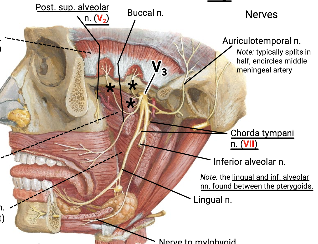 <p>Mainly V3, including auriculotemporal n. (which typically splits in half to encircle the middle meningeal artery), inferior alveolar n. (found between the pterygoids with…), lingual n., n. to mylohyoid, and buccal nerve. </p><p>Nerves NOT from V3 include the posterior superior alveolar nerve (V2) and chorda tympani n. (VII). </p>