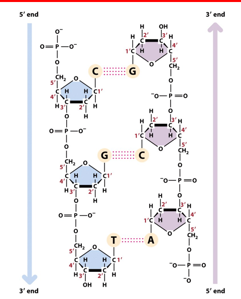 <p>As the phosphodiester bonds link carbon atoms number 3′ and number 5′ of successive sugar residues, one end of each DNA strand, the <strong><u><mark data-color="purple" style="background-color: purple; color: inherit;">so-called 5′ end</mark></u></strong><mark data-color="purple" style="background-color: purple; color: inherit;">, will have a terminal sugar residue in which carbon atom number 5′ is not linked to a neighboring sugar residue.</mark></p>
