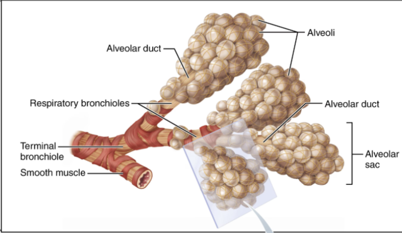 <p><span style="background-color: transparent;">The sites of gas exchange in the body</span></p><p><span style="background-color: transparent;"><u>Structures include:</u></span></p><ul><li><p><span style="background-color: transparent;">Respiratory bronchioles</span></p></li><li><p><span style="background-color: transparent;">Alveolar ducts</span></p></li><li><p><span style="background-color: transparent;">Alveoli</span></p></li></ul><p><span style="background-color: transparent;">Gas exchange occurs via diffusion across the respiratory membrane.</span></p>