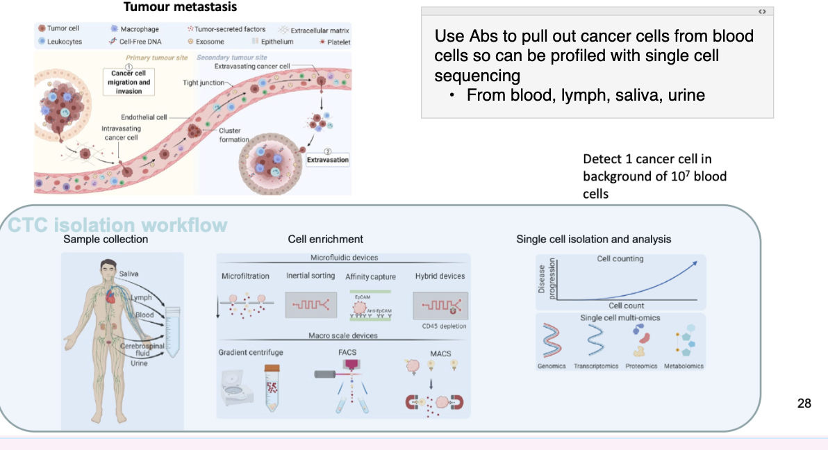 <ul><li><p>Liquid biopsies detect <strong>circulating tumour cells (CTCs)</strong> to evaluate metastasis</p></li><li><p>Metastasis process:</p><ul><li><p>Tumour cells invade primary site</p></li><li><p>Enter bloodstream (intravasation)</p></li><li><p>Travel and form clusters</p></li><li><p>Exit vessels (extravasation) → secondary tumour</p></li></ul></li><li><p>CTCs provide a <strong>non-invasive way</strong> to monitor cancer spread</p></li><li><p>Can detect <strong>~1 cancer cell among 10⁷ blood cells</strong></p></li></ul><p></p>