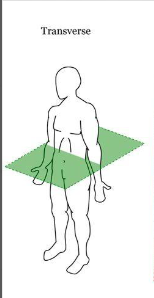 <p>Divides the body from top and bottom (head-waist and legs)</p>